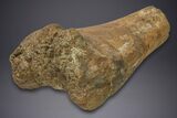 Fossil Sauropod (Camarasaurus) Humerus w/ Metal Stand - Colorado #350503-5